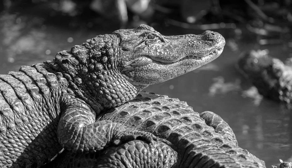 Gatorland 2023