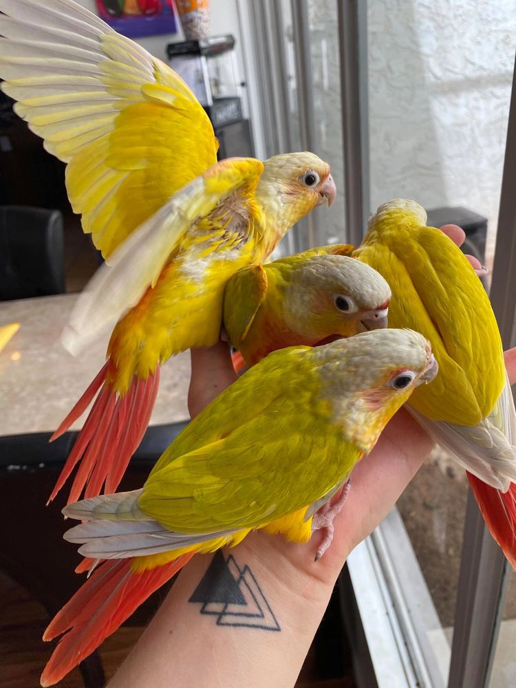 Parrots Conure Quaker Eclectus Bird Arizona Parrots Cove