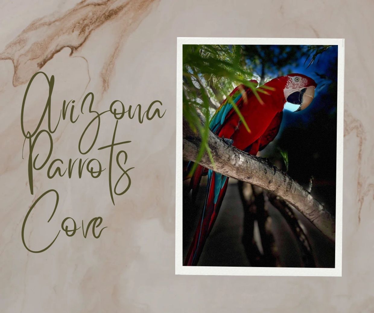 Arizona Parrot Breeded.  Indian Ringneck,  conure, parrotlet,  bourke, macaw