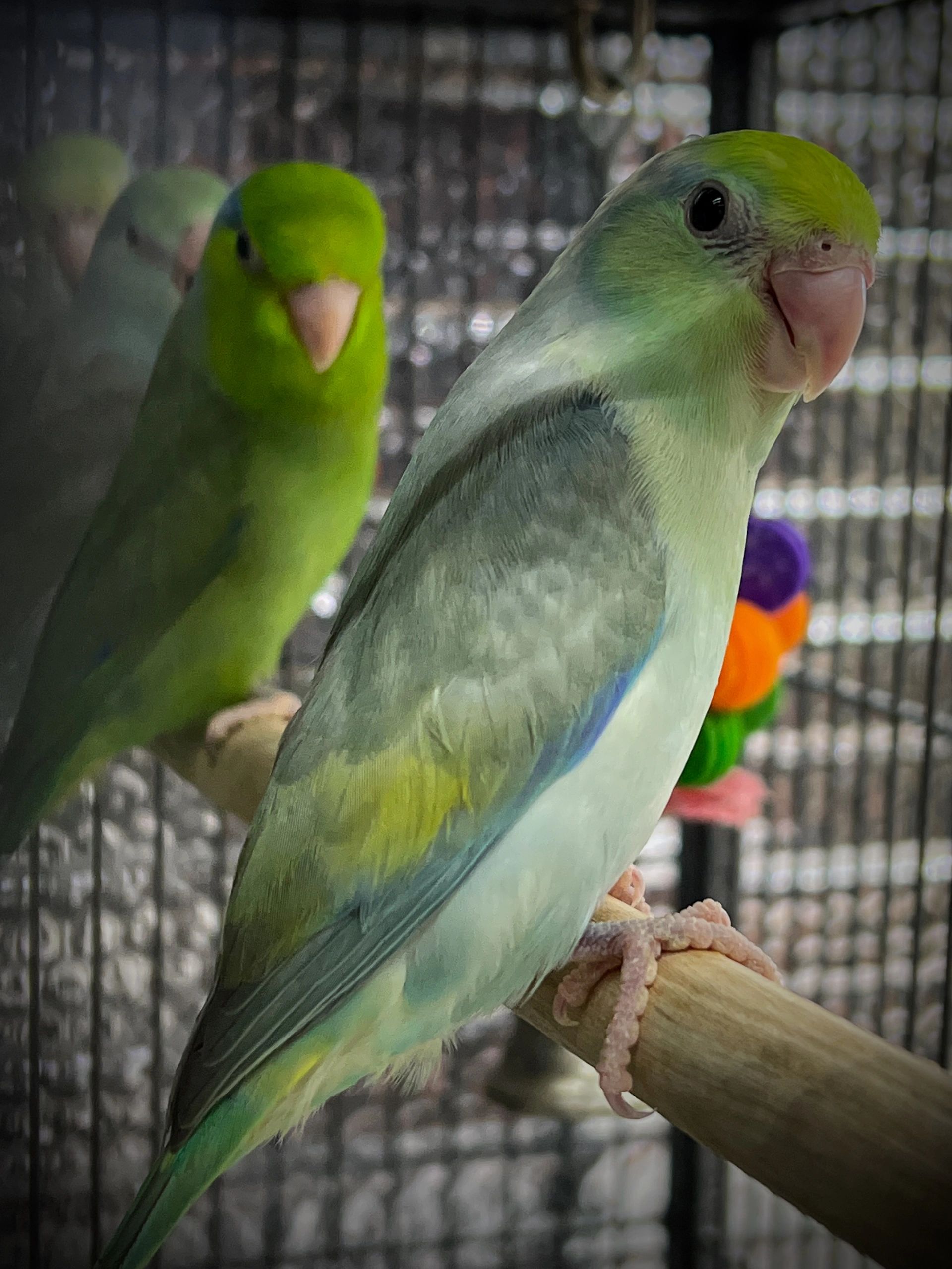 Turquoise Pied Parrotlet