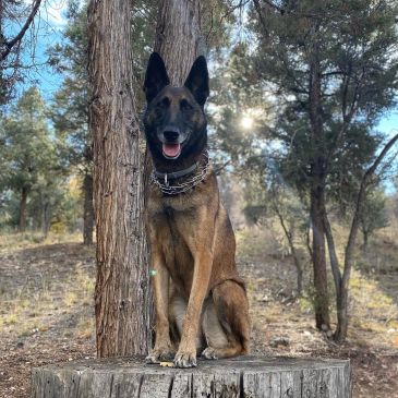 Belgian Malinois dog sitting on a tree stump outdoors.