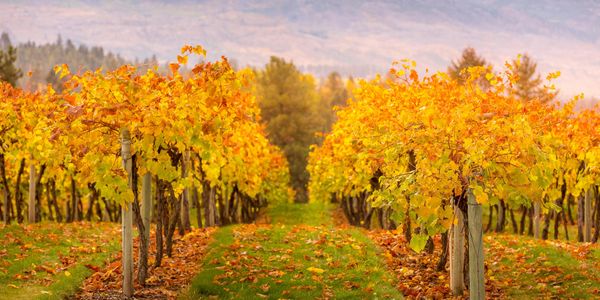 Rows of grapevines with vibrant autumn leaves in a vineyard.