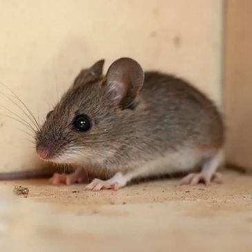 Mouse removal
mouse control
mice removal
mice control
rodent removal
rodent control