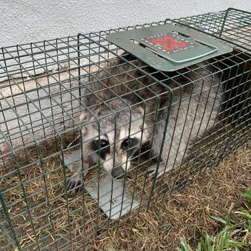 Raccoon control
raccoon removal
Raccoon trapping