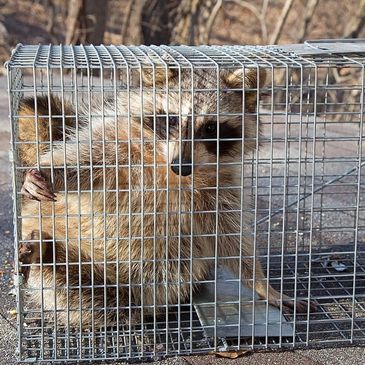 Raccoon removal
raccoon control
wildlife removal
wildlife control