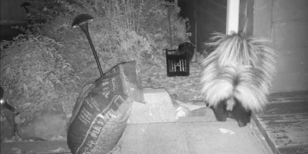 Skunk removal
skunk control
skunk trapping
