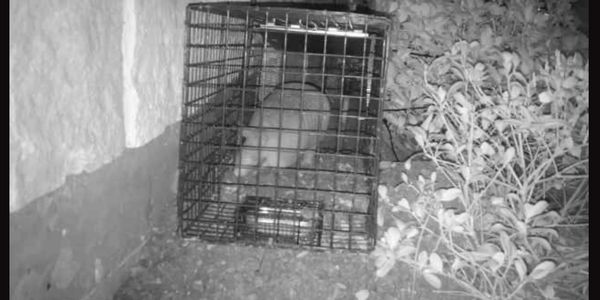 Armadillo removal
armadillo control
armadillo trapping