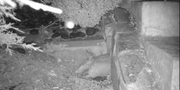 Armadillo removal
armadillo control
armadillo trapping