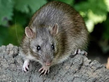 Rat removal
rat control
rodent removal
rodent control