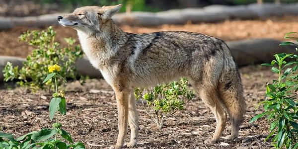 Coyote control
coyote removal
coyote control near me
coyote removal near me