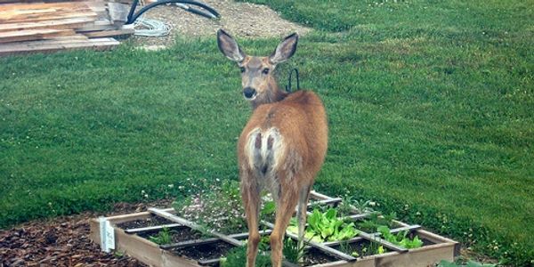 Dear control
deer removal
deer control near me
deer removal near me