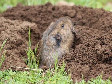 Gopher removal
golfer control
mole removal
mole control
rodent removal
rodent control