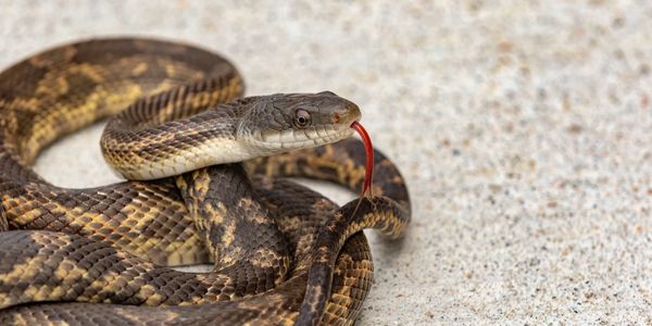 Snake removal
snake control
emergency snake removal