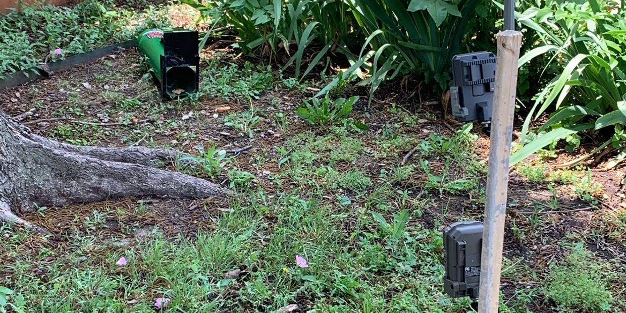 Skunk removal
skunk control
skunk trapping