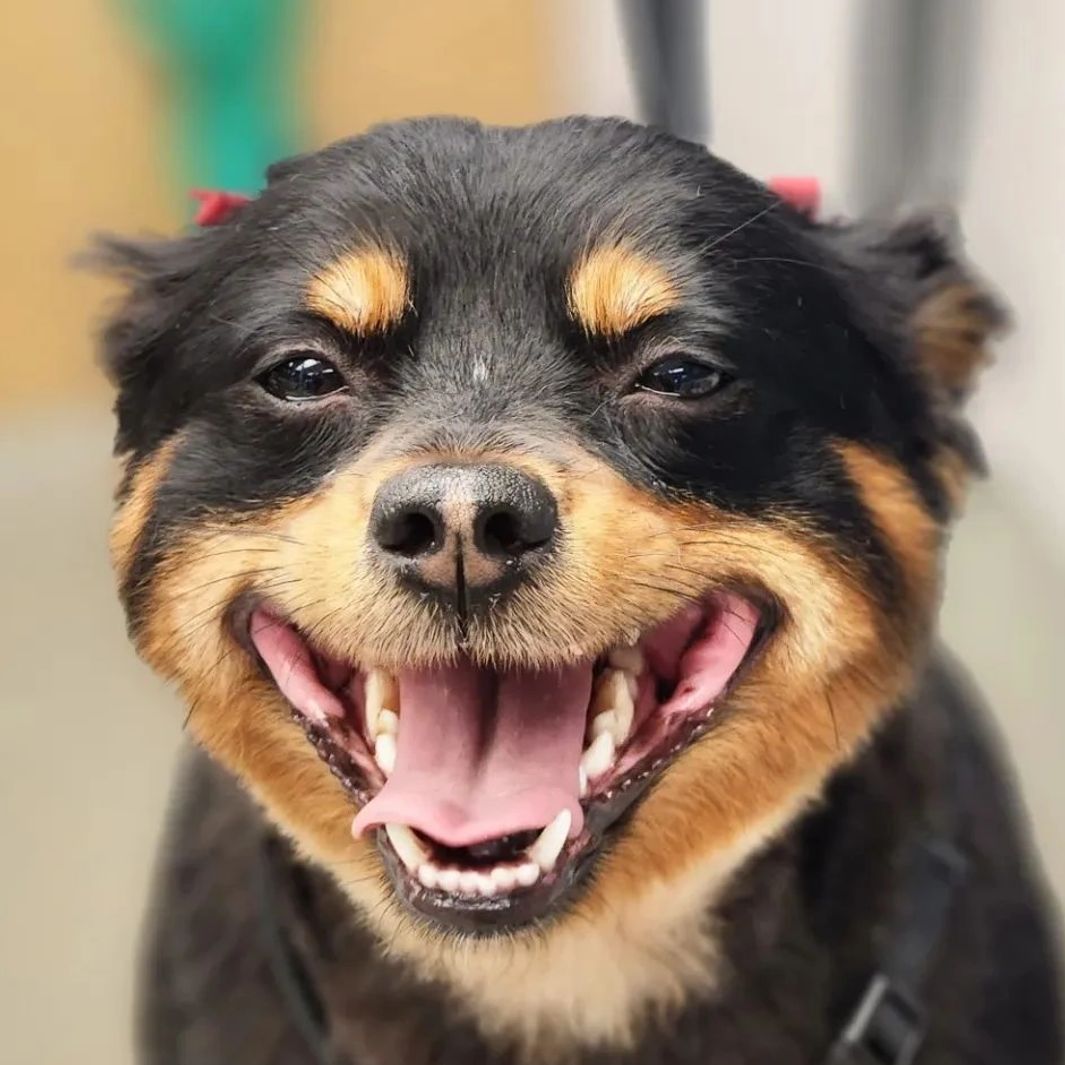 Honest To Dog