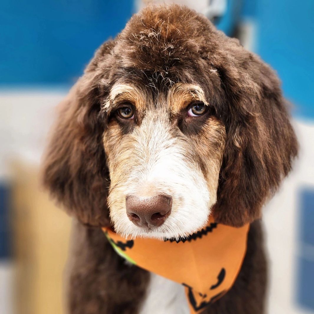 Honest To Dog