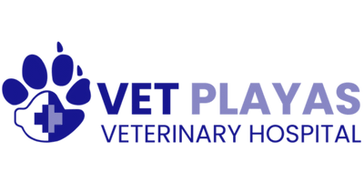 Vet Playas IVDD Surgery