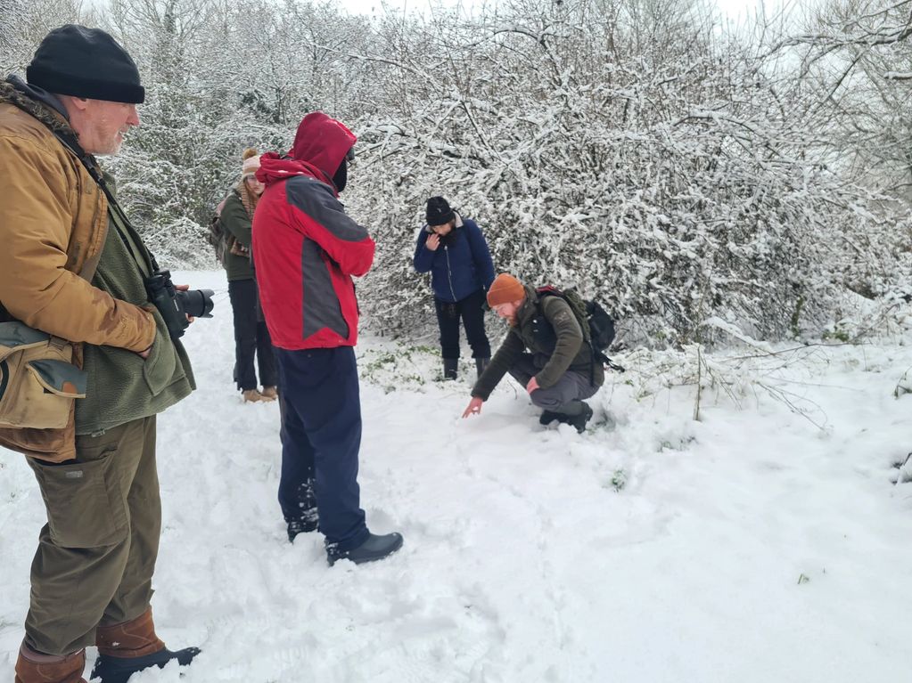 The group examining red fox tracks, in the snow. 
