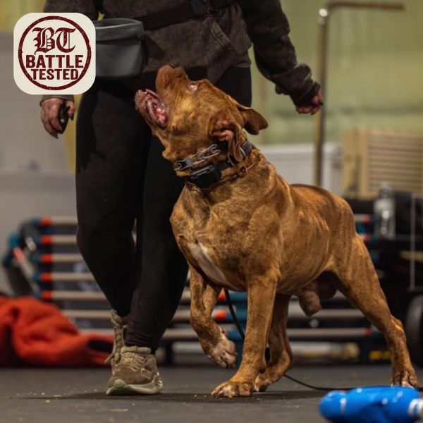 Brindle dog attentively looking up during training.