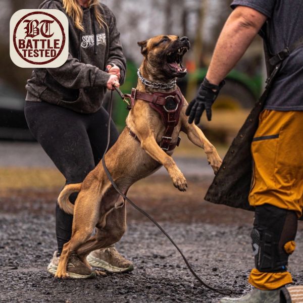 A dog training session with a barking dog on leash.
