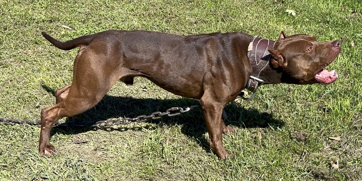 Photo: Devils Den Kennels