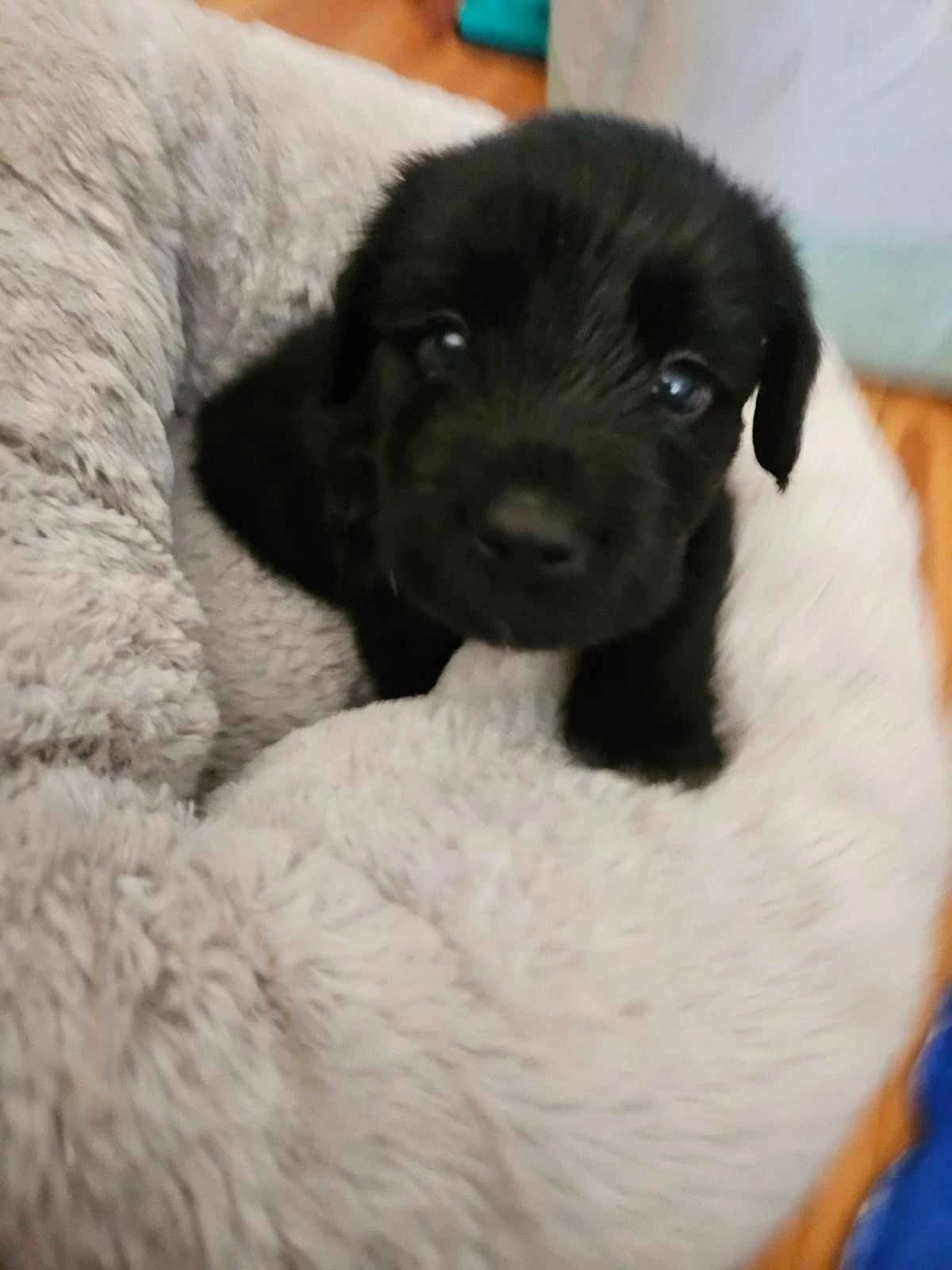 Labradoodle trading cheap post