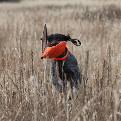 bird hunting and bird dogs equipment online store