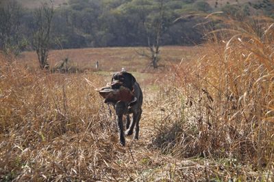 Bird hunting and hunting dog gear