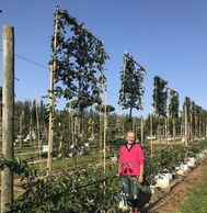 Pleached trees on a wholesalers nursery