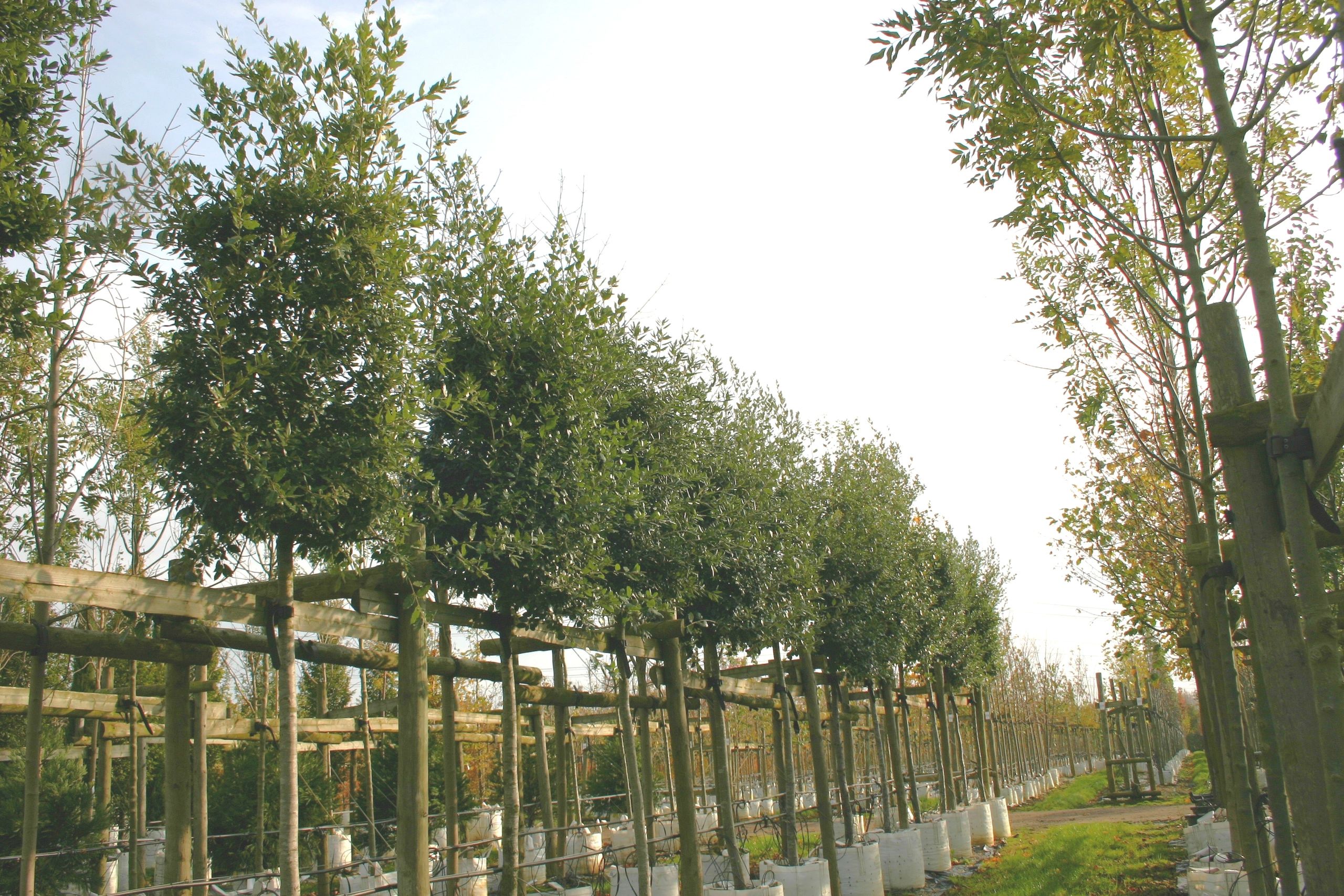 Branscombe Trees - Tree Sourcing & Supply, Trees | Branscombe Trees