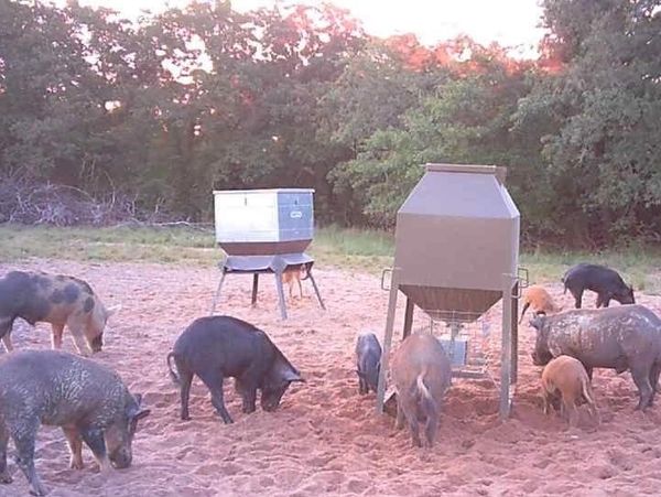 Oklahoma Hog Hunts