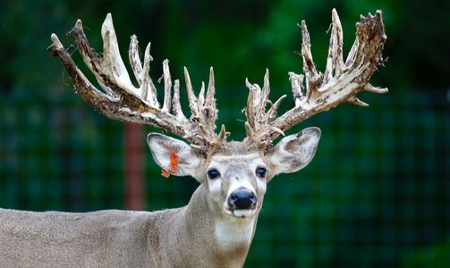 Trophy Whitetail Hunts in Oklahoma