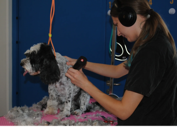 Person grooming a dog with clippers.