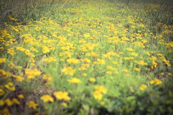 Yellow Flowers