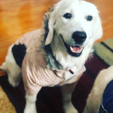 Golden retriever wearing a winter coat