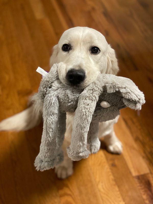 K M Golden Retrievers