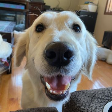 Up close picture of a golden retriever face