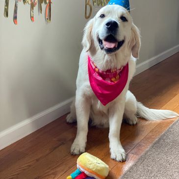 Golden Retriever wearing a pink bandana and a blue party hat next to a happy birthday sign with cake