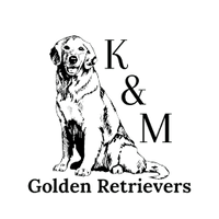 K&M Golden Retrievers