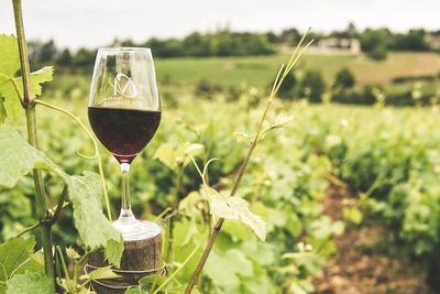 Temecula Wine Tour