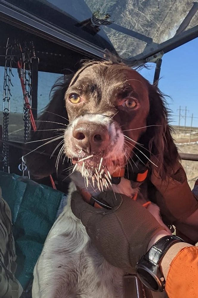 Riley Quills Closeup