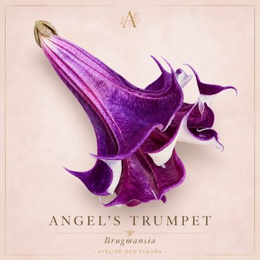 Close-up of a vibrant purple Angel's Trumpet flower with detailed petals.