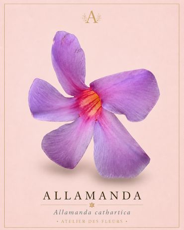 Close-up of a purple Allamanda flower petal on a soft pink background.