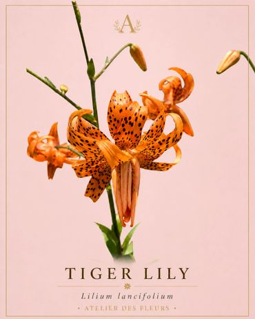 Close-up of a vibrant orange tiger lily flower against a soft pink background.