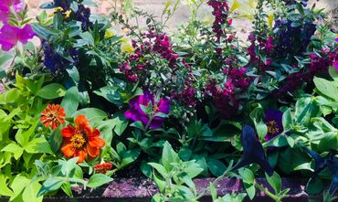 A vibrant flower bed with colorful blooms and lush green leaves.