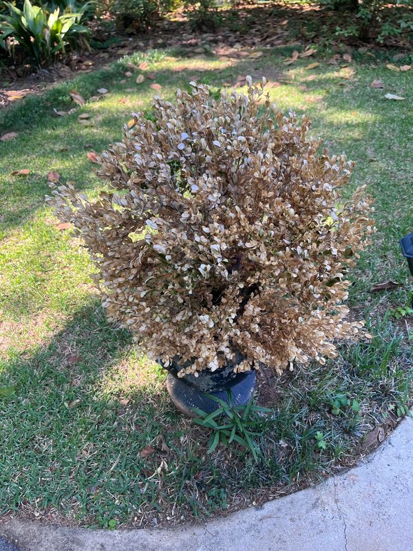 A potted plant with dried, brown leaves outside on grass.