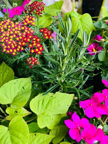 A vibrant mix of flowers and green leaves in a garden.