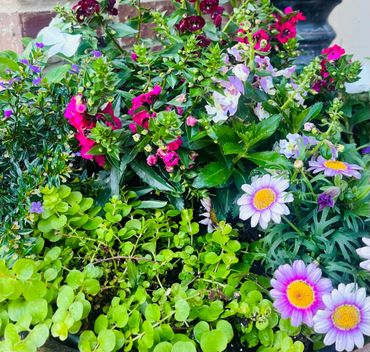 A colorful garden bed filled with green foliage and blooming flowers in pink, purple, and white.