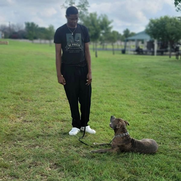 Dog Obedience Training M Pack Dog Training, LLC