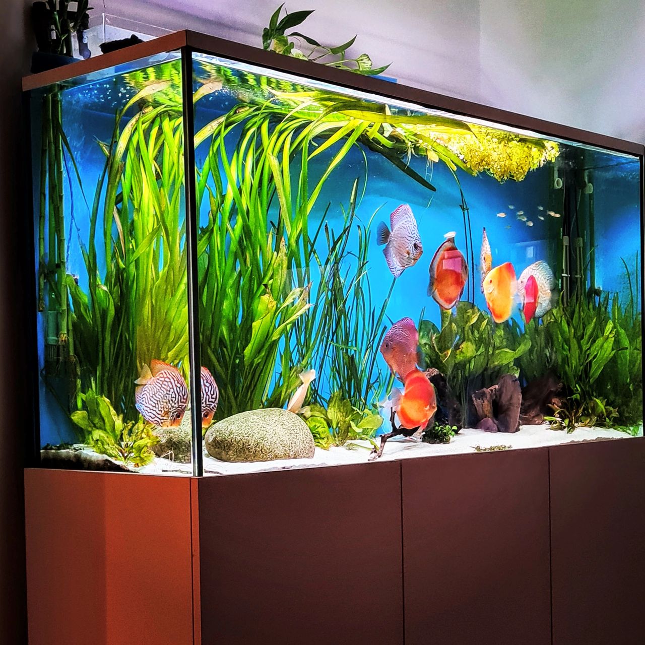 Can You Put Crystals in a Fish Tank? Read on To Find Out